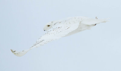 Snowy Owl in flight