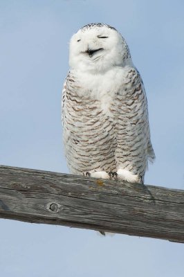 Smiley the Snowy Owl