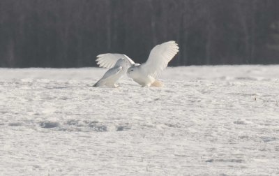 Snowy Owls Visiting