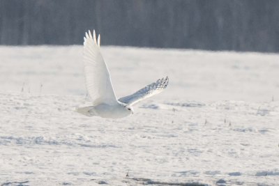 Snowy Owl in flight
