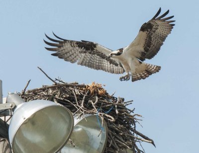 Osprey at Nest