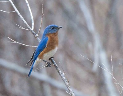 Eastern Bluebird