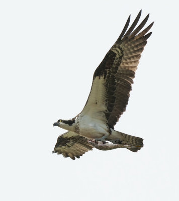 Lunch on the Fly