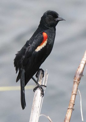 Red-winged Blackbird with Bill Deformity