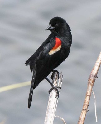 Red-winged Blackbird with Bill Deformity
