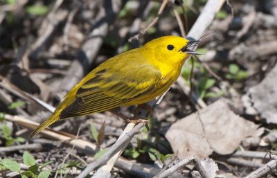 Yellow Warbler with Food