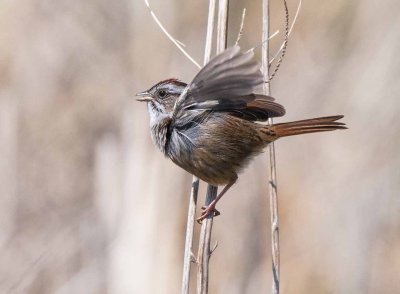 Swamp Sparrow