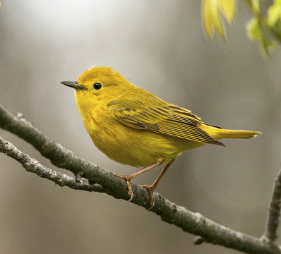 Pretty In Yellow