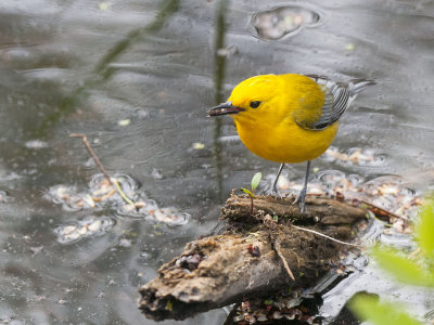 Prothonotary Warbler