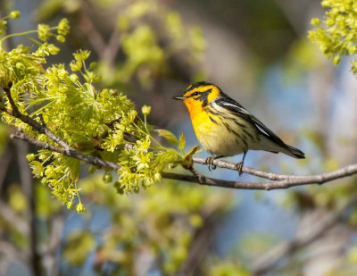 Blackburnian Warbler