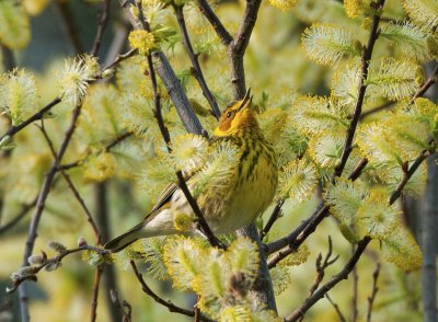 Cape May Warbler in the Willow Blooms