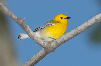 Prothonotary Warbler