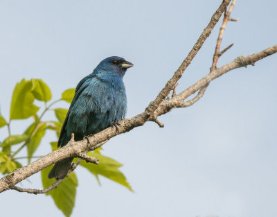 Indigo Bunting
