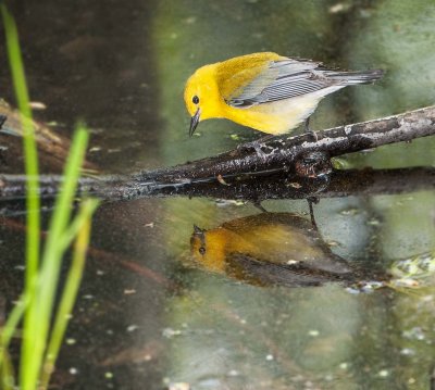 Prothonotary Warbler