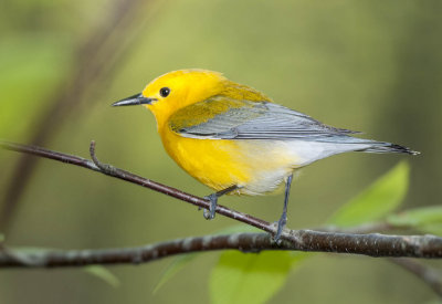 Prothonotary Warbler