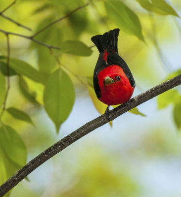 Scarlet Tanager