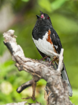 Singing a Spring Song