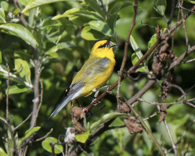 Singing His Song