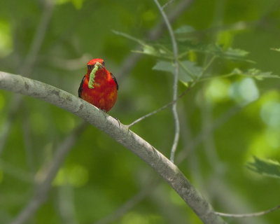 Scarlet Tanager with Lunch