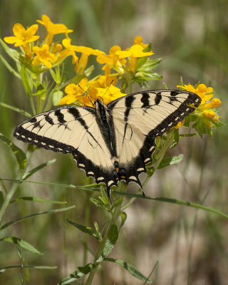 Eastern Tiger Swallowtail on Hairy Puccoon
