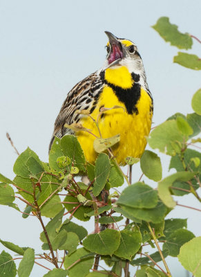 Singing His Song