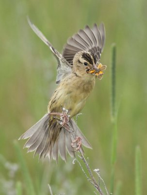 Female Bobolink with Food