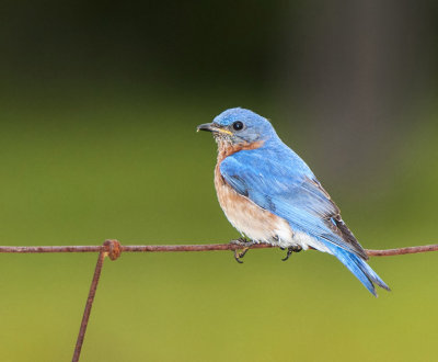 Eastern Bluebird