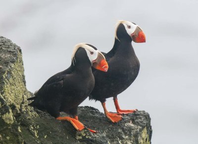 Tufted Puffins