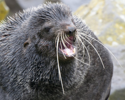 Male Northern Fur Seal