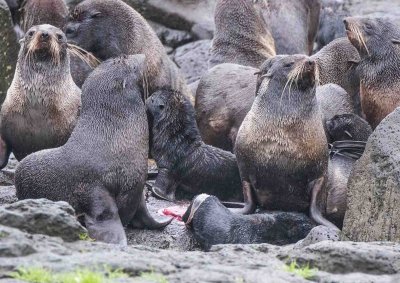 Northern Fur Seal and Newborn Pup