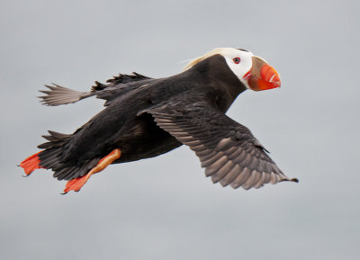 Tufted Puffin in Flight