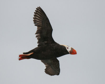 Tufted Puffin