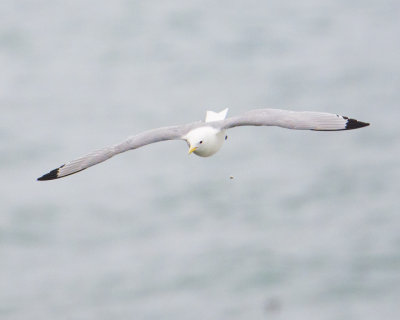 Black-legged Kittiwake