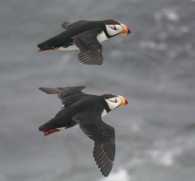 Horned Puffins