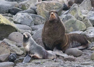 Northern Fur Seal Family