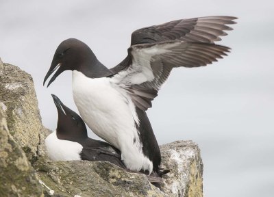 Thick-billed Murres