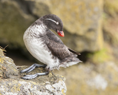 Parakeet Auklet