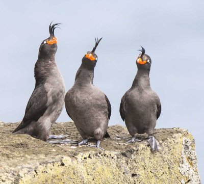 The Three Stooges