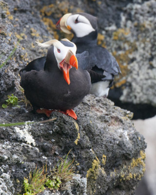 Tufted Puffin