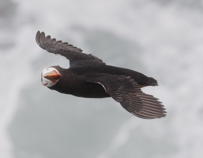 Tufted Puffin in Flight