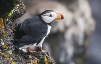 Horned Puffin