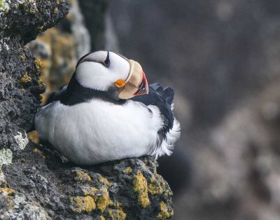 Horned Puffin