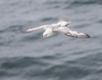 Northern Fulmar