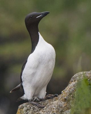 Thick-billed murre