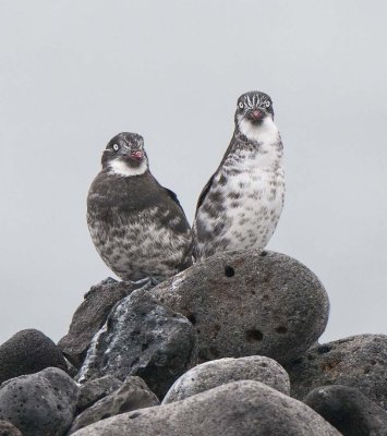 Least Auklets