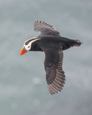 Tufted Puffin in Flight