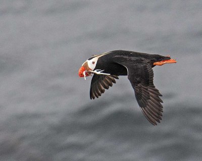 Tufted Puffin with Nesting Material