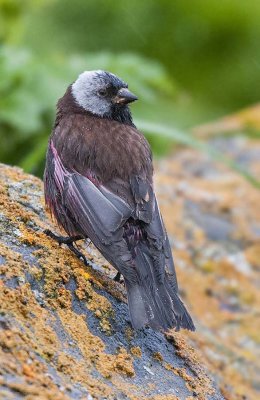 Gray-crowned Rosy Finch