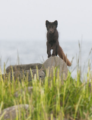 Arctic Fox