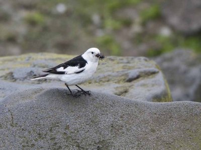 Snow Bunting